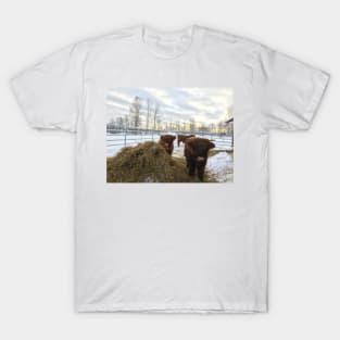 Scottish Highland Cattle Calves 1661 T-Shirt